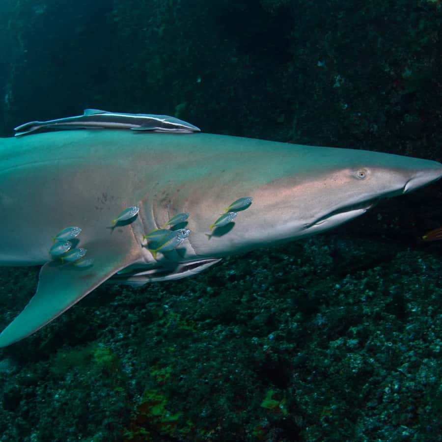 Bondi: Shark Dive at Bushrangers Bay for Certified Divers - Practical packing advice for this coastal day