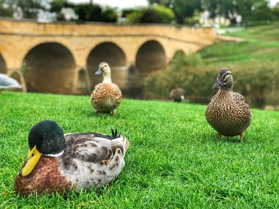 Bonorong Wildlife Sanctuary Half-Day Tour from Hobart - Key points to know before booking