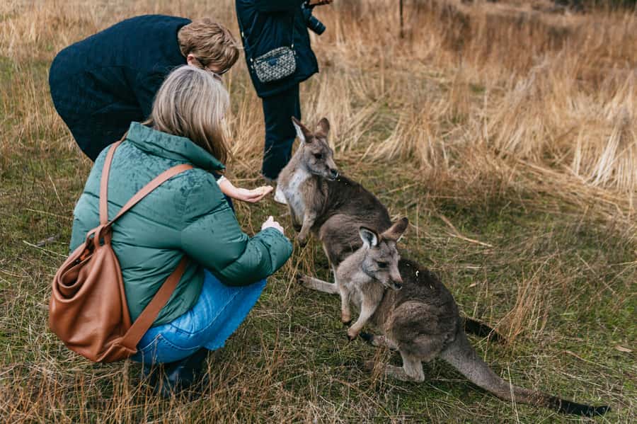 Bonorong Wildlife Sanctuary Half-Day Tour from Hobart - Practical advice for a smoother visit
