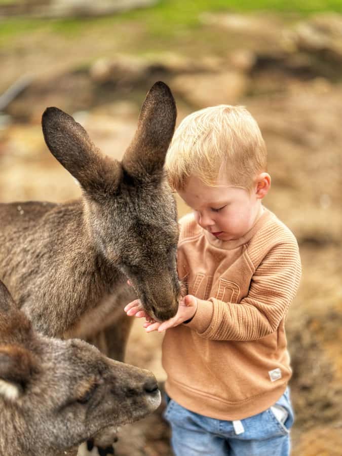 Bonorong Wildlife Sanctuary Half-Day Tour from Hobart - Bonorong Wildlife Sanctuary and the Tasmanian Devil