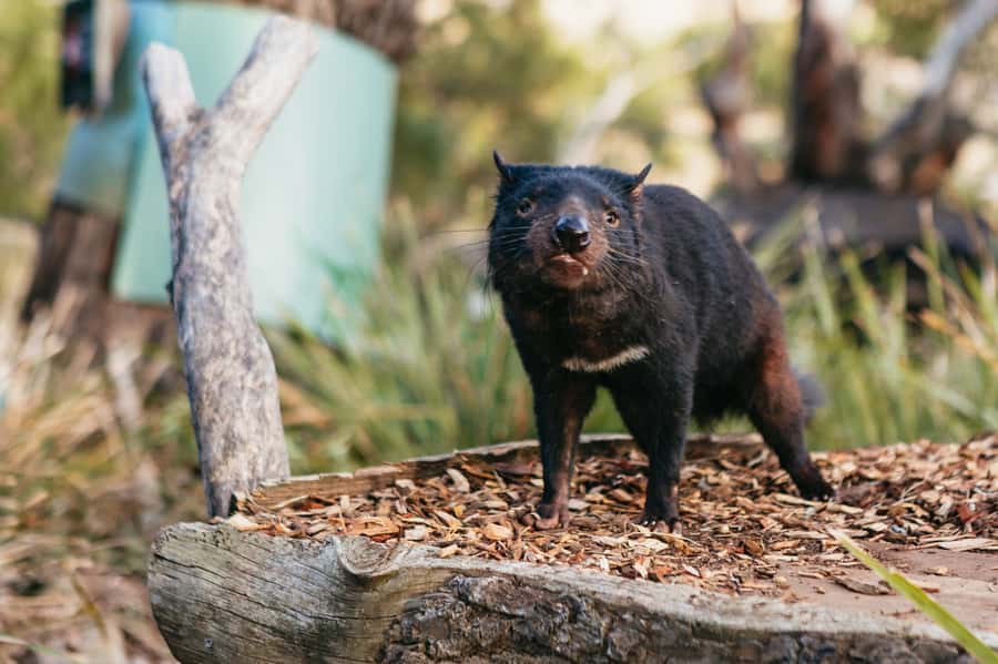 Bonorong Wildlife Sanctuary Half-Day Tour from Hobart - Returning to Hobart in another 40 minutes
