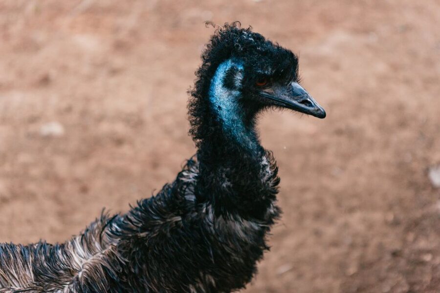 Bonorong Wildlife Sanctuary Half-Day Tour from Hobart - Is $88 a fair price?
