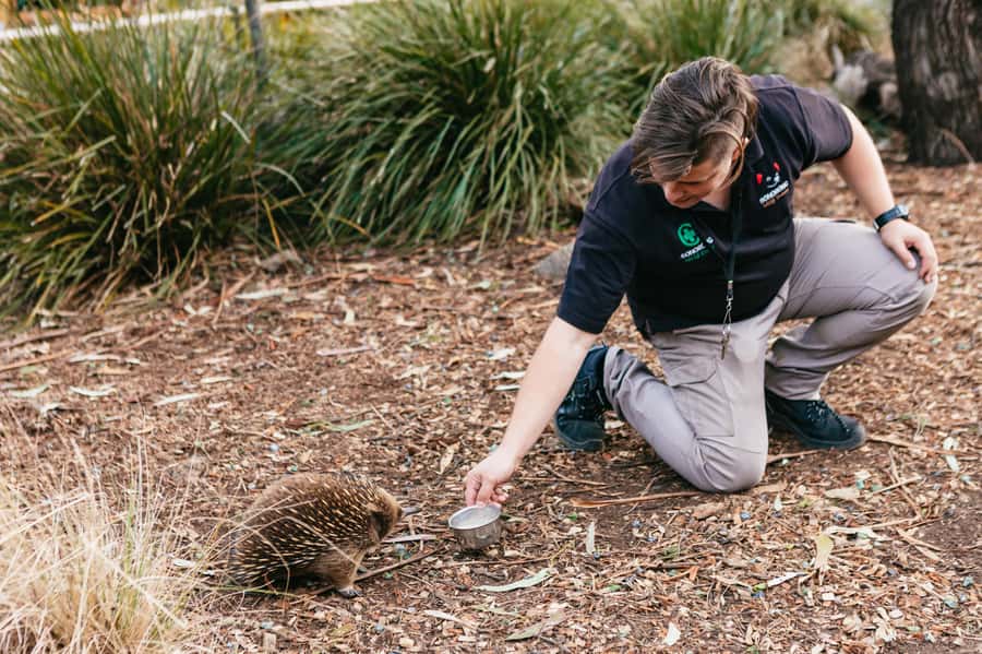 Bonorong Wildlife Sanctuary Half-Day Tour from Hobart - Who will enjoy this half-day outing?