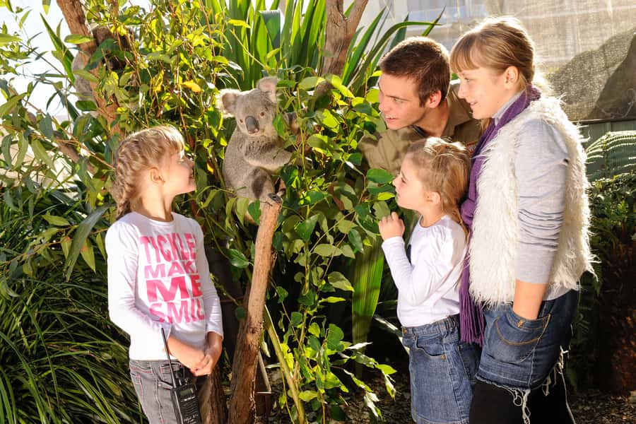 Breakfast with Koalas at WILD LIFE Zoo Darling Harbour - 8:30 to 9:30 a.m.: buffet breakfast among the koalas