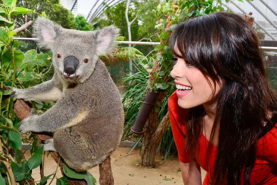 Breakfast with Koalas at WILD LIFE Zoo Darling Harbour - The photo keepsake and the koala encounter