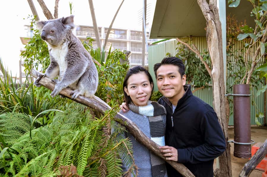 Breakfast with Koalas at WILD LIFE Zoo Darling Harbour - From 9:30 a.m.: stay inside the zoo all day