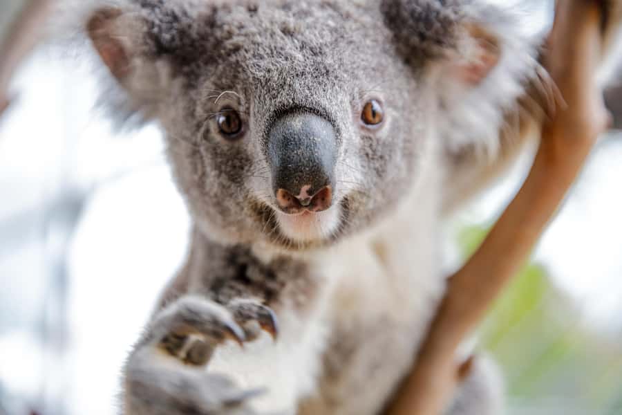 Breakfast with Koalas at WILD LIFE Zoo Darling Harbour - Practical advice before booking