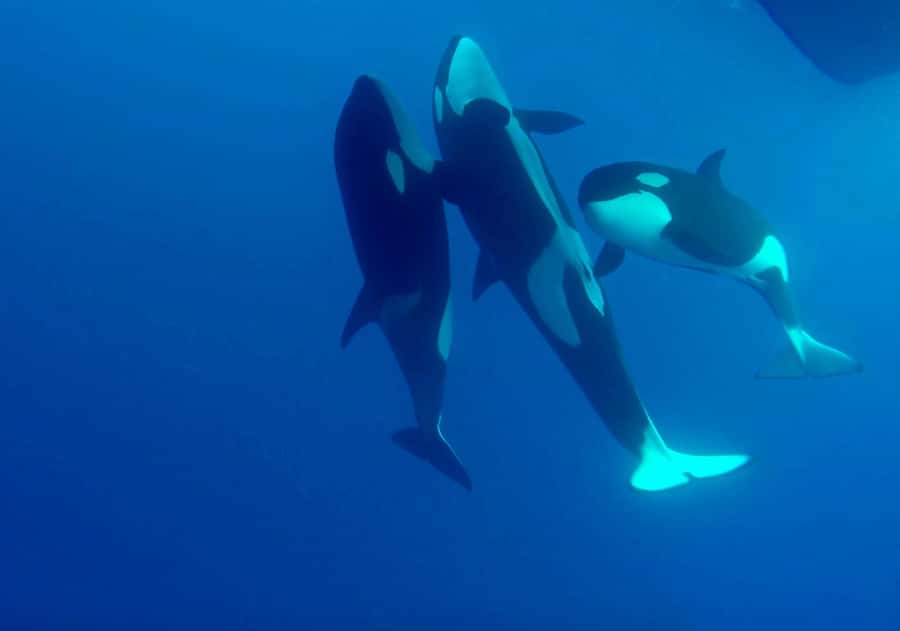 Bremer Bay: Bremer Canyon Killer Whale Expedition - The five things to know before you book
