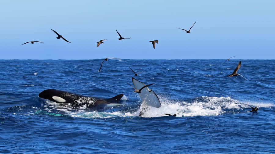 Bremer Bay: Bremer Canyon Killer Whale Expedition - Why Bremer Bay is the right place for an orca trip