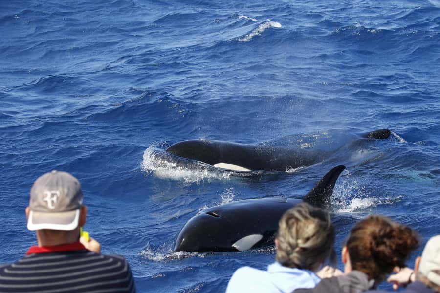 Bremer Bay: Bremer Canyon Killer Whale Expedition - A long run into the Southern Ocean