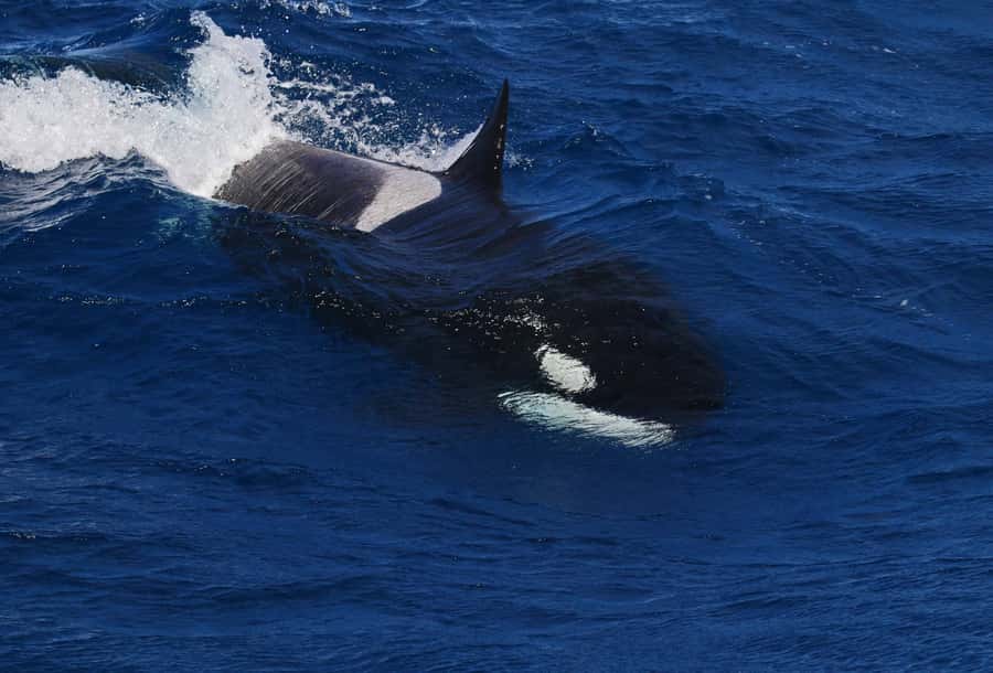 Bremer Bay: Bremer Canyon Killer Whale Expedition - Food, drinks, and life aboard the Alison Maree