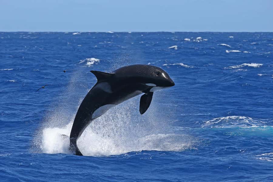 Bremer Bay: Bremer Canyon Killer Whale Expedition - Who should book this expedition?