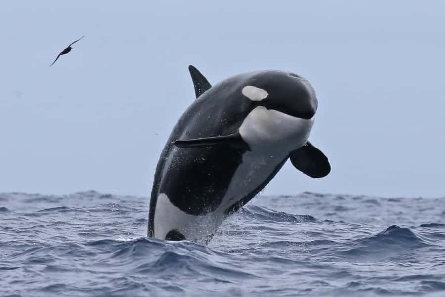 Bremer Bay: Bremer Canyon Killer Whale Expedition - Starting at Bremer Bay boat harbour