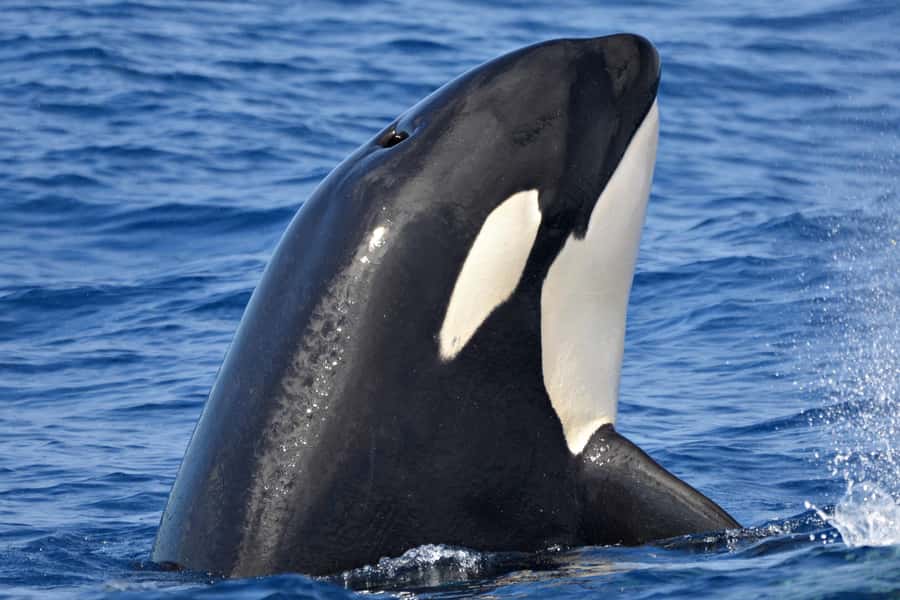 Bremer Canyon Orca Experience from Bremer Bay - Key points at a glance