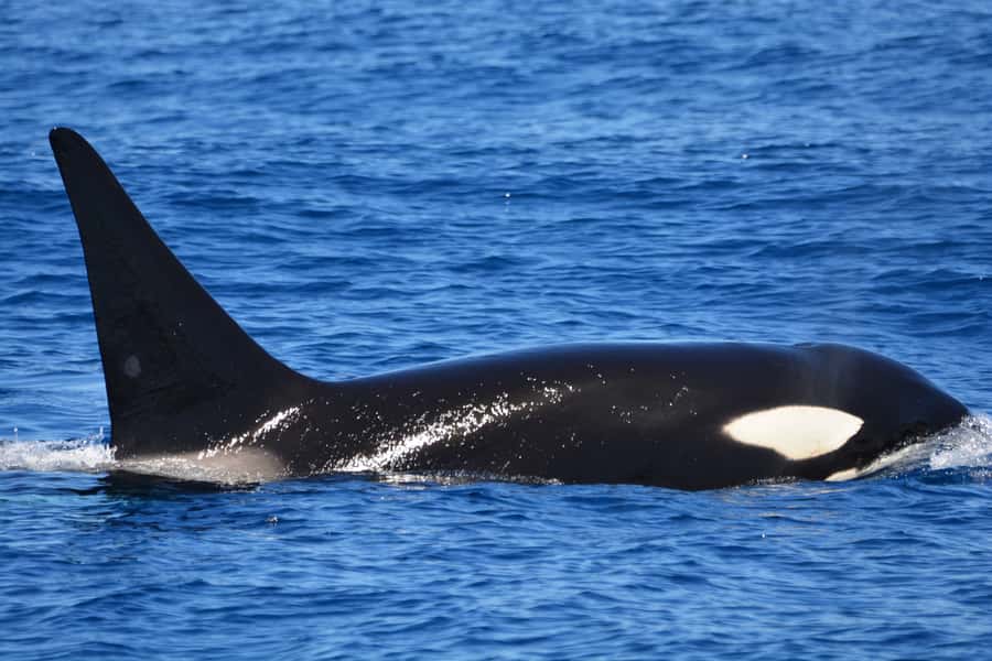 Bremer Canyon Orca Experience from Bremer Bay - From Bremer Bay Boat Harbour to the open sea