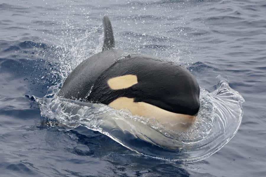 Bremer Canyon Orca Experience from Bremer Bay - Meeting the orca families