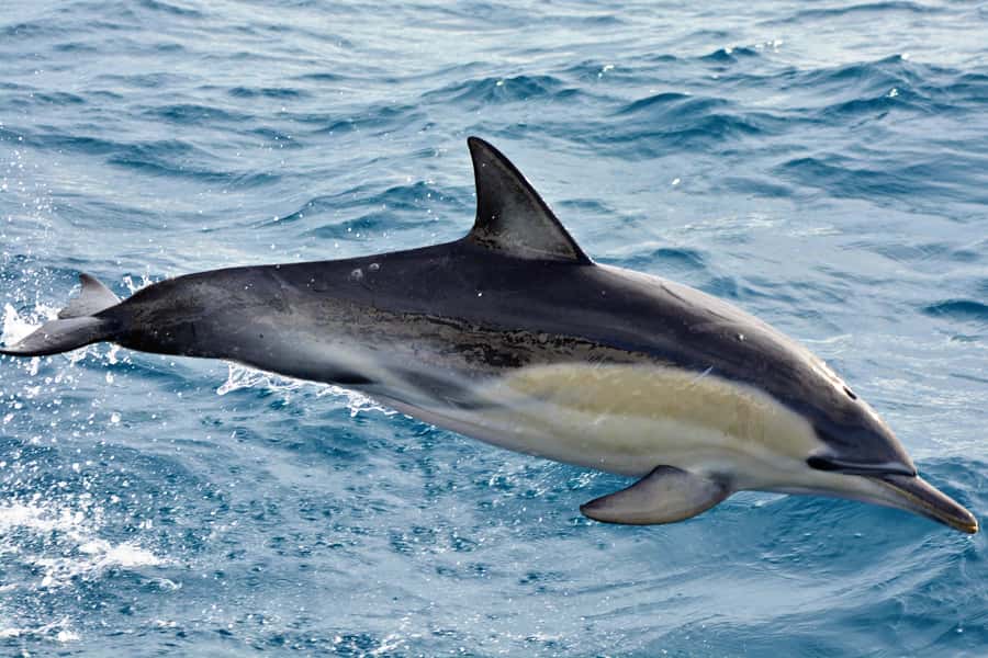 Bremer Canyon Orca Experience from Bremer Bay - The Southern Ocean and sea-sickness risk