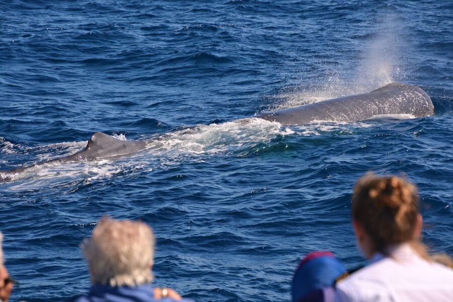 Bremer Canyon Orca Experience from Bremer Bay - Photography without an extra charge