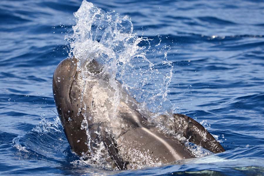 Bremer Canyon Orca Experience from Bremer Bay - The final call on The Pod