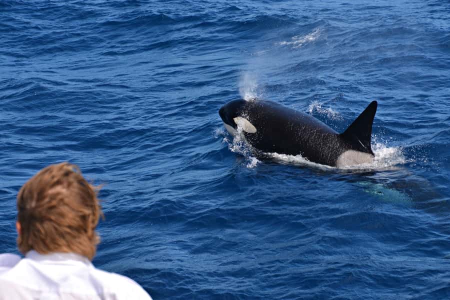 Bremer Canyon Orca Experience from Bremer Bay - Why the Bremer Canyon matters