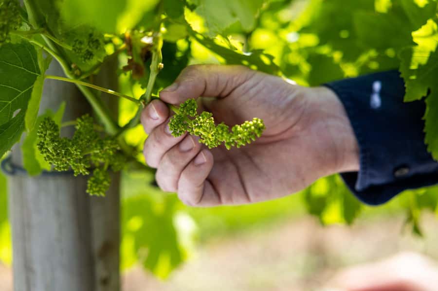Brisbane: Boutique Winery Tour with Gourmet Lunch - Lunch at a winery, not just beside one