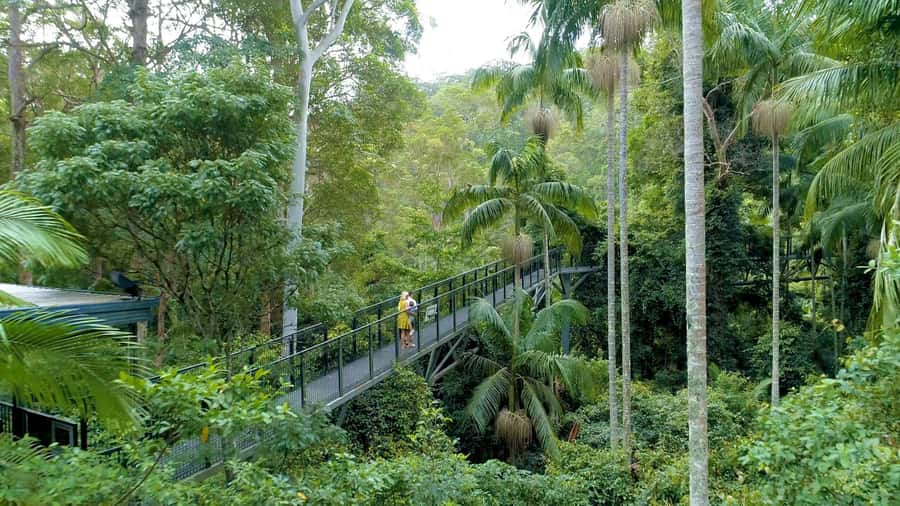 Brisbane: Daytime Glow Worm Caves Hop-on Hop-off Bus Tour - From Brisbane to Tamborine Mountain in about an hour