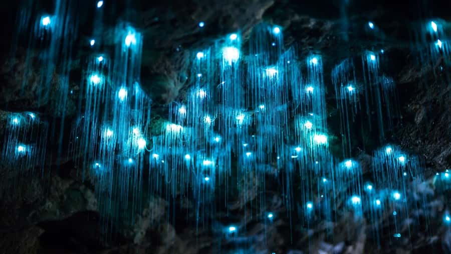 Brisbane: Daytime Glow Worm Caves Hop-on Hop-off Bus Tour - Scenic viewpoints and Tamborine Mountain scenery
