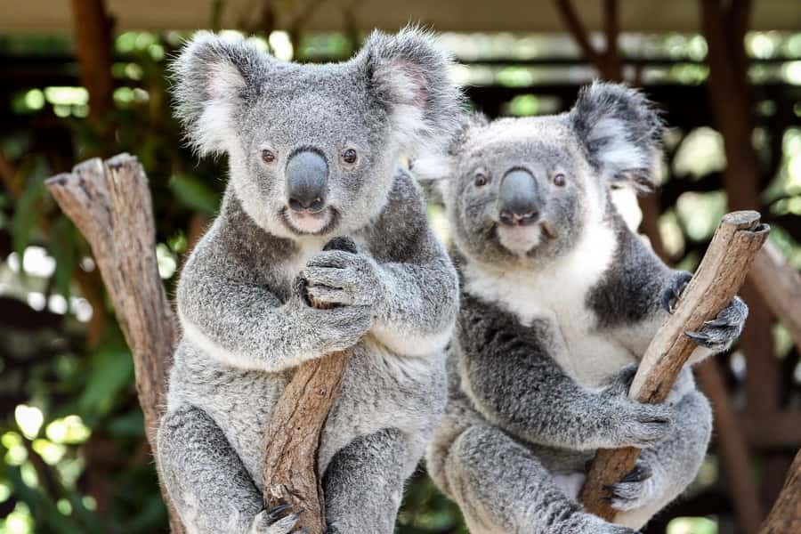 Brisbane: Lone Pine Koala Sanctuary Day Pass - Key points to know before you go