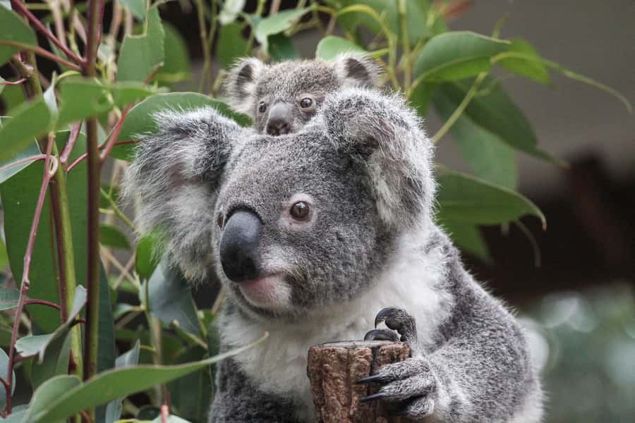 Brisbane: Lone Pine Koala Sanctuary Day Pass - The Kangaroo Reserve is the hands-on highlight