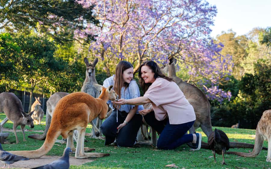 Brisbane: Lone Pine Koala Sanctuary Day Pass - Keeper talks and wildlife shows shape the day