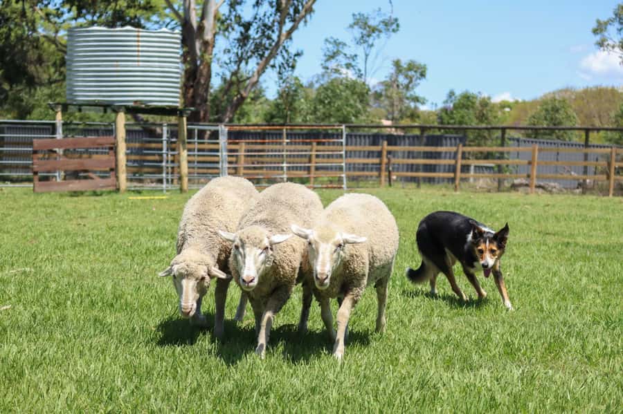 Brisbane: Lone Pine Koala Sanctuary Day Pass - How much time should you allow?