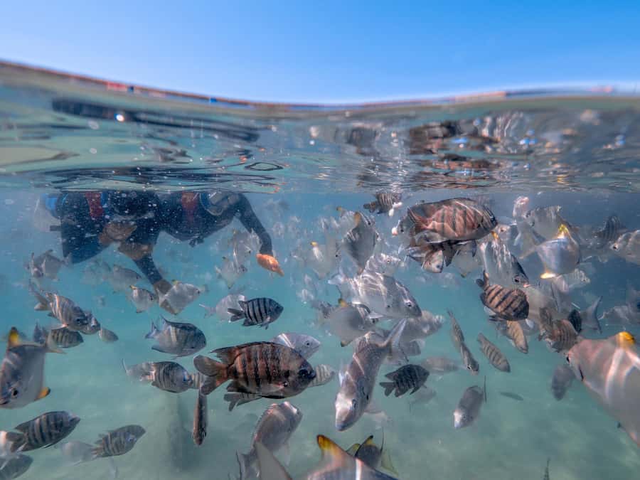 Brisbane: Moreton Island all inclusive Snorkeling Tour - Key points to know before booking