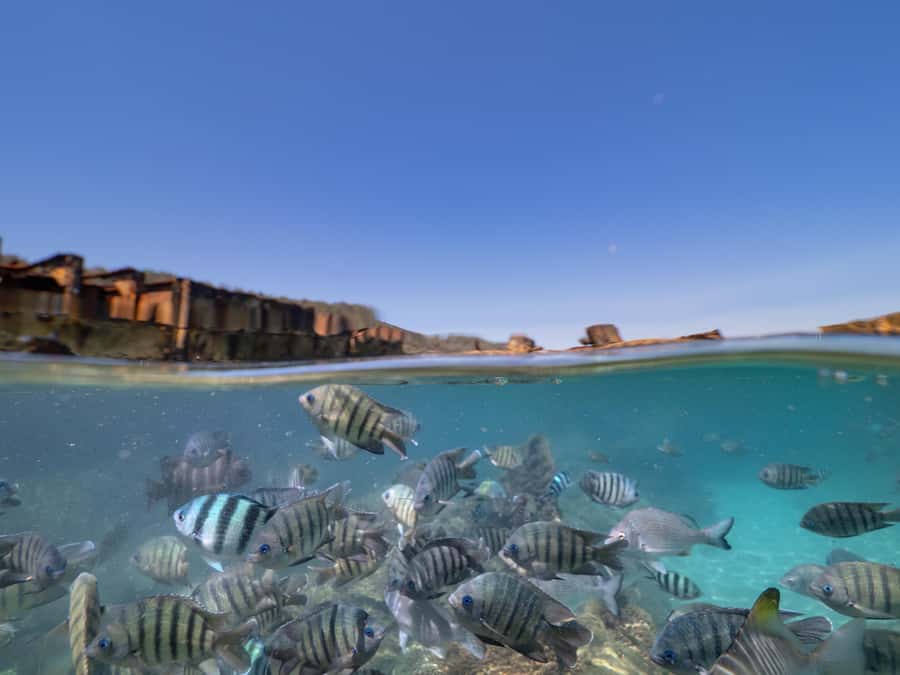 Brisbane: Moreton Island all inclusive Snorkeling Tour - What the $140 Moreton Island tour really includes