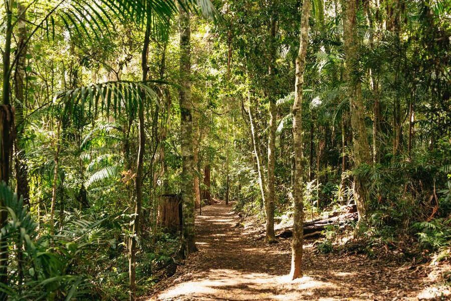 Brisbane: Rainforests, Waterfalls and Glow Worm Cave Tour - Wildlife is a major strength, but sightings are never promised