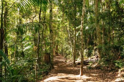 Rainforests, Waterfalls and Glow Worm Cave Tour