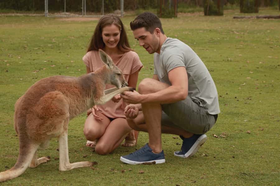 Brisbane River Cruise and Koala Sanctuary Visit - Arriving at Lone Pine and planning your three hours