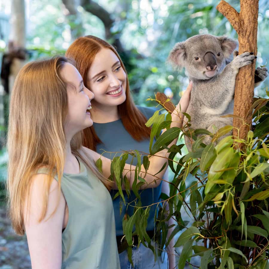 Brisbane River Cruise and Koala Sanctuary Visit - Koalas, kangaroos, platypuses, and flying raptors
