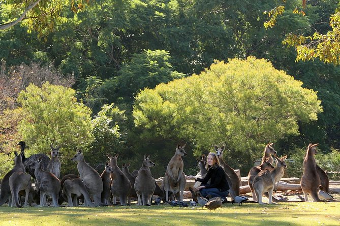 Brisbane River Cruise with entry to Lone Pine Koala Sanctuary - Key Details Before You Book