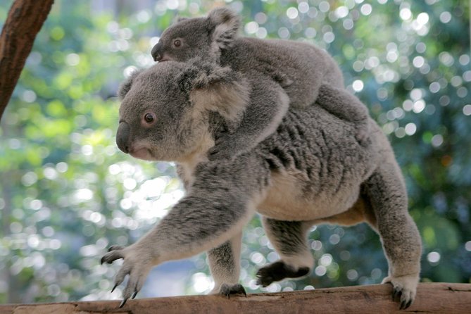 Brisbane River Cruise with entry to Lone Pine Koala Sanctuary - What the $82.48 Price Gets You