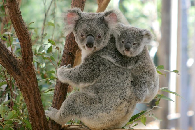 Brisbane River Cruise with entry to Lone Pine Koala Sanctuary - Finding the Boat at Southbank