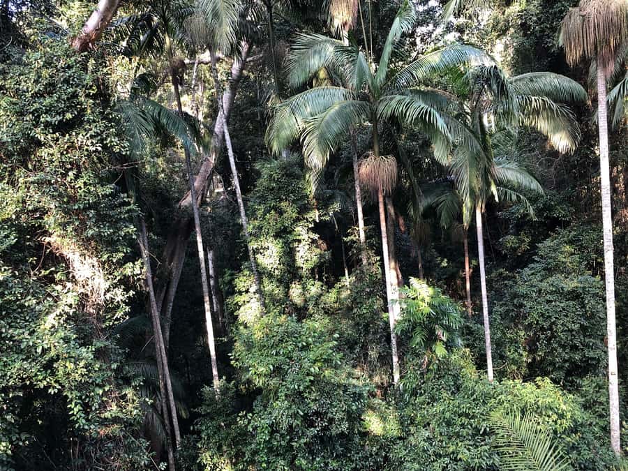 Brisbane: Springbrook and Mt Tamborine Glow Worm and Skywalk - Key points to know before you book