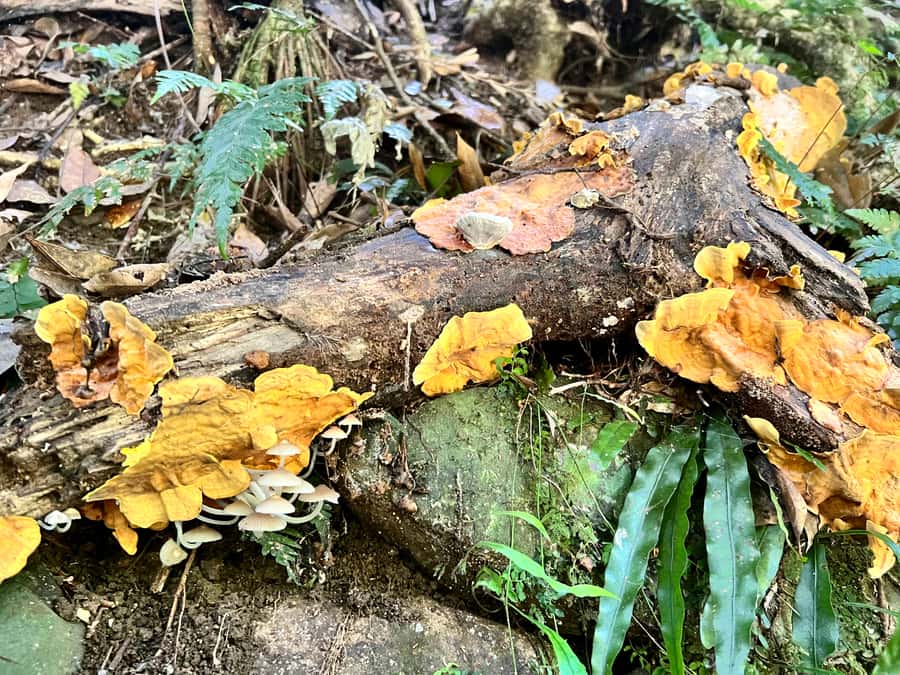Brisbane: Springbrook and Mt Tamborine Glow Worm and Skywalk - Gallery Walk, fudge, honey, and lunch