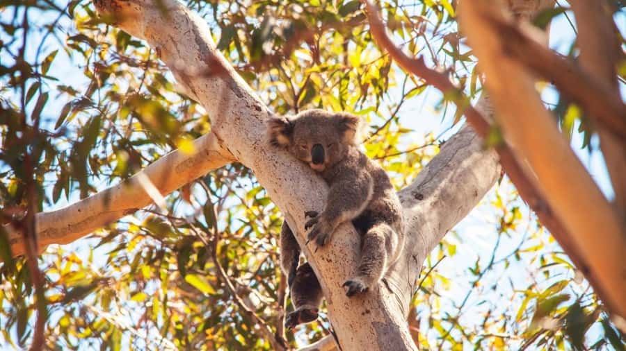 Brisbane to North Stradbroke Island Day: Wildlife & Beaches - Lunch near Point Lookout