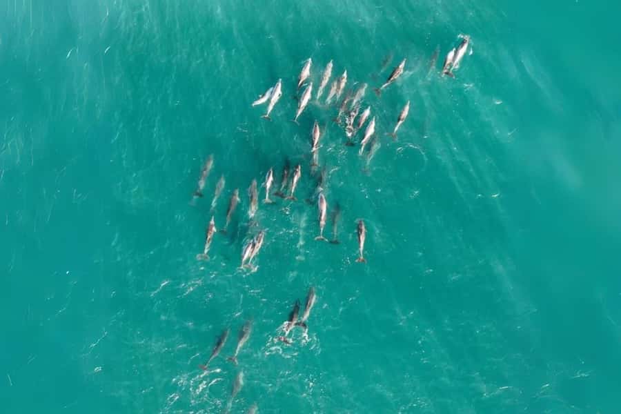 Brisbane to North Stradbroke Island Day: Wildlife & Beaches - What the guides add to the experience