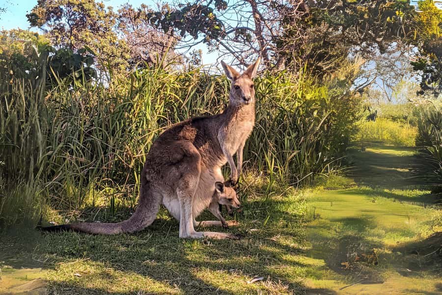 Brisbane to North Stradbroke Island Day: Wildlife & Beaches - Who should book this North Stradbroke Island day?