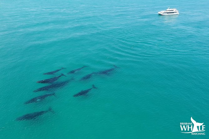 Brisbane Whale Watching Cruise from Redcliffe or Sunshine Coast - Why Moreton Bay is a strong whale-watching setting