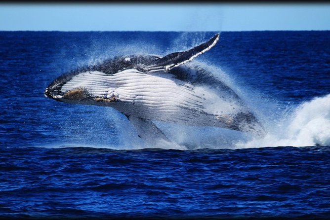 Brisbane Whale Watching Cruise from Redcliffe or Sunshine Coast - The first hour: bay scenery and whale searching
