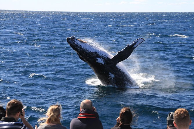 Brisbane Whale Watching Cruise from Redcliffe or Sunshine Coast - Close encounters, calves, breaches, and tail slaps