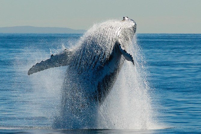 Brisbane Whale Watching Cruise from Redcliffe or Sunshine Coast - Lunch, seating, and comfort on a five-hour cruise