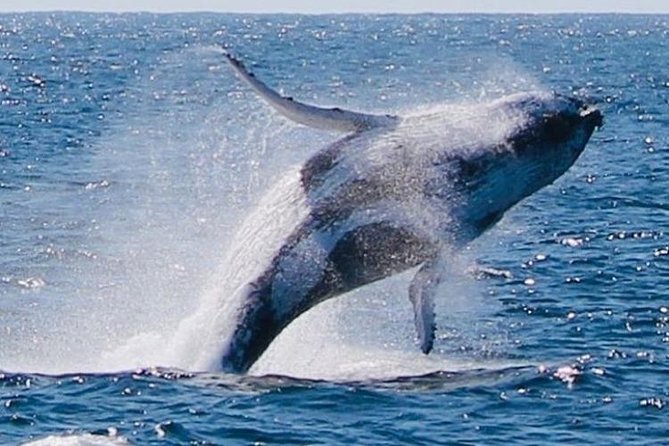Brisbane Whale Watching Cruise from Redcliffe or Sunshine Coast - The crew makes the difference